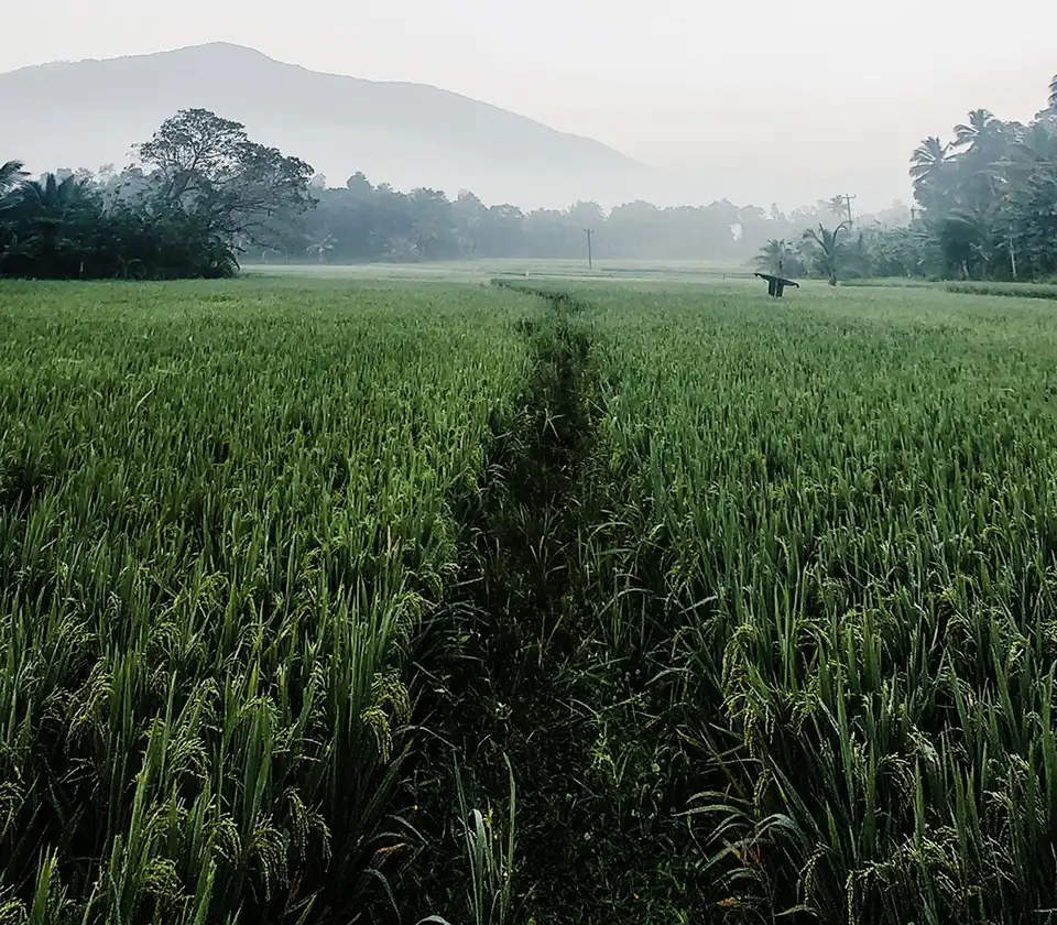 Green agricultural land