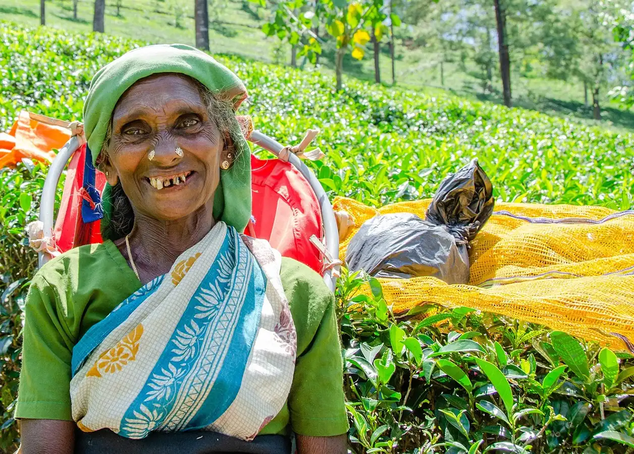 Hill country tea estate worker