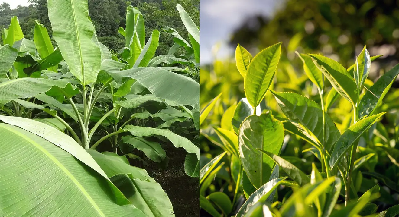 Prilled Urea applied on crop leaves